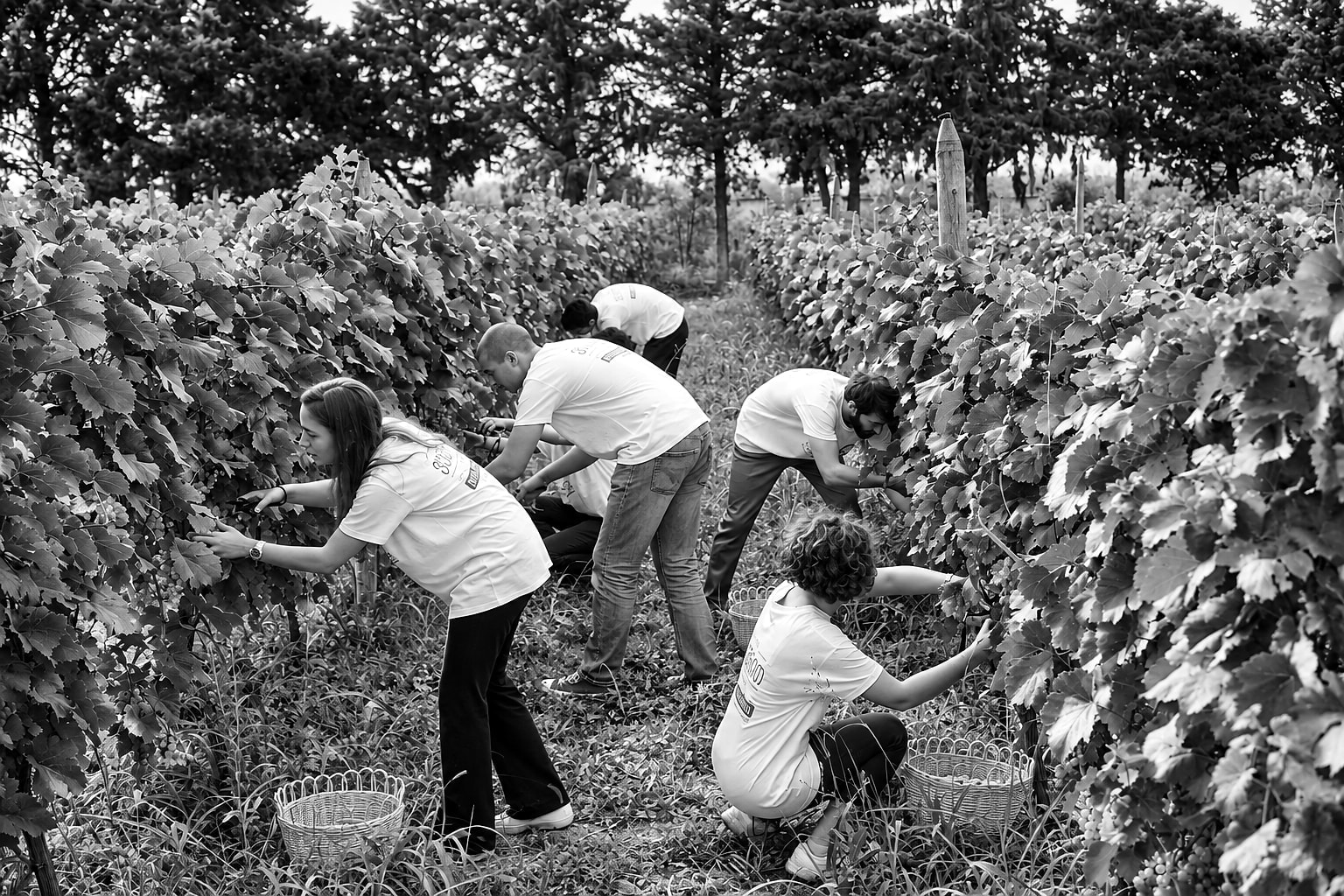Students at the grape harvest